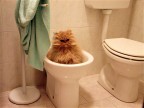 E dopo.......Un bel bidet!!! E dopo.......Un bel bidet!!!