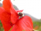 Poppies Poppies