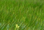 il mare verde