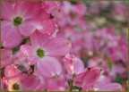 Distesa rosa Distesa rosa