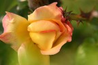 rosa ! con spine rosa ! con spine