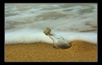 there's no message in the bottle there's no message in the bottle
