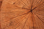 Il tempo scolpito nel legno Il tempo scolpito nel legno
