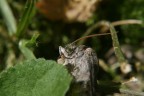 farfalla notturna beccata fuori orario farfalla notturna beccata fuori orario