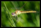 dragonfly dragonfly