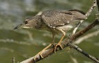Renzo-Nitticora immatura