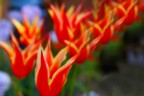 Composizione floreale Composizione floreale