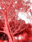 albero di sangue albero di sangue