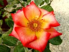 ROSA ANTICA ROSA ANTICA