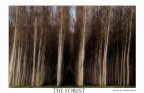dentro la foresta dentro la foresta