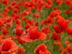 Il rosso generale Il rosso generale