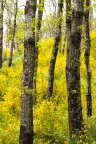 giallo intorno a me giallo intorno a me