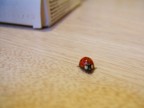 Ladybug Ladybug