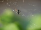 macro 22 macro 22
