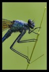 Libellula: ritratto