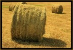 Primi tagli... Primi tagli...