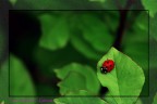 coccinella 2 coccinella 2