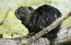 Renzo-Nutria