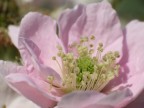 Fiore di moraro Fiore di moraro