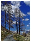 In mezzo ai pini In mezzo ai pini