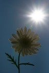 Ciao, posto questa foto senza troppe pretese, volevo cercare di far risaltare la somiglianza fra il sole e il fiore.......  :oops: 
Attendo commenti e consigli

Canon 30D + Tamron 28-75mm 2.8
800 iso, 1/8000, f20, 68mm

CIAO
Stefano