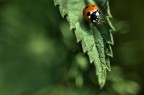 coccinella hi-tech coccinella hi-tech