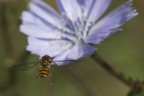 Mi sembra un bel fiore Mi sembra un bel fiore