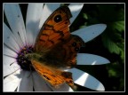 Un fiore sul fiore