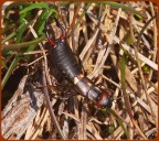 Anechura bipuncatata maschio ,volgarmente Forbicina Anechura bipuncatata maschio ,volgarmente Forbicina