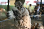 Lama Lama