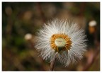 flower flower