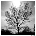 Dark tree Dark tree