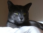 fiero di essere gatto fiero di essere gatto
