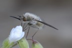 Bombylius Major Bombylius Major