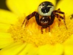 Spider Spider