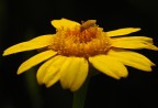 Mondo giallo