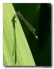 libellulina libellulina