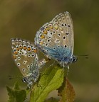 Lycaenidae.....il continuo della specie