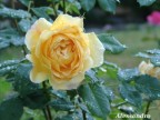 Rosa gialla. Rosa gialla.