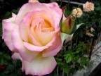 ....rosellina con mamma rosa... ....rosellina con mamma rosa...