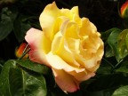 Rosa Rosa