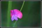 Fiore di campo... Fiore di campo...