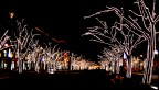 Unter den Linden Unter den Linden