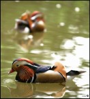 mandarina duck mandarina duck