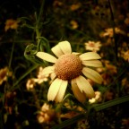 My Sun My Sun