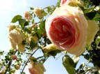 Rosa Pierre de Ronsard Rosa Pierre de Ronsard