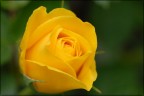 rosa gialla rosa gialla