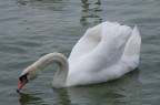 Cigno sul Lago di Garda Cigno sul Lago di Garda