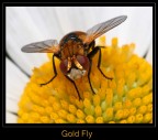 Gold Fly