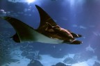 Oceanario di Lisbona,Manta di circa 3 metri abbondanti.
35-70 f/2.8D su D50
1600 ISO